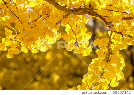 Yellow leaves of ginkgo biloba 59907342