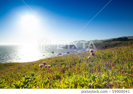A flower that blooms under the Pacific Ocean A flower that blooms under the Pacific Ocean 59908041