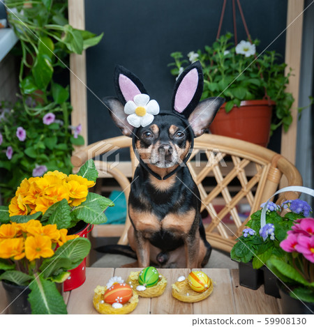 Dog dressed as an Easter bunny in a hat and scarf 59908130