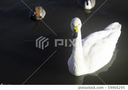 蝴蝶 蝴蝶 59908295