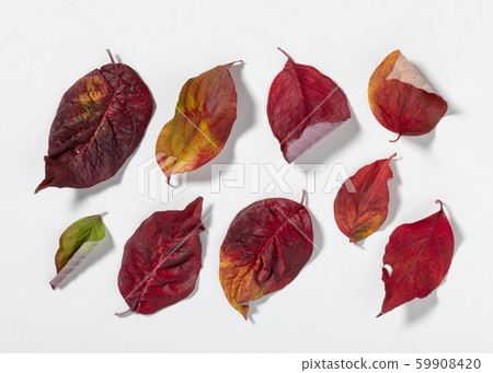 Fallen leaves dogwood 59908420