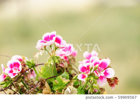 Pink white purple flowers in pot Pink white purple flowers in pot 59909567