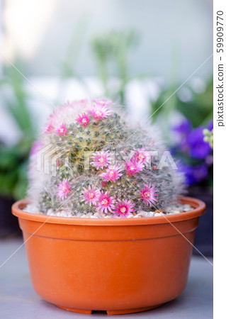 beautiful pink flower Mammillaria  59909770