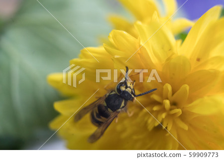 Macro of a wasp bee on a yellow chrysanthemum flower. 59909773
