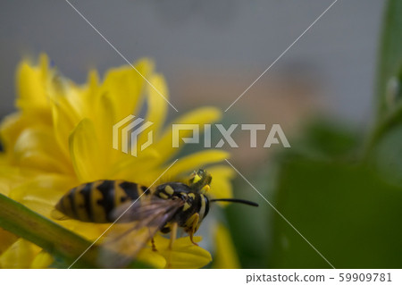 Macro of a wasp bee on a yellow chrysanthemum flower. 59909781