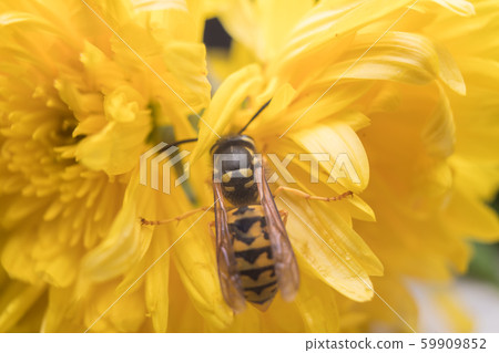 Macro of a wasp bee on a yellow chrysanthemum flower. Macro of a wasp bee on a yellow chrysanthemum flower. 59909852