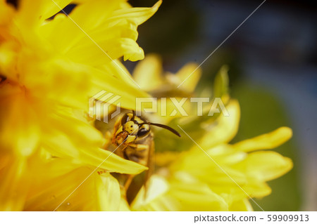 Macro of a wasp bee on a yellow chrysanthemum flower. 59909913
