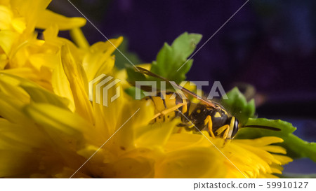 Macro of a wasp bee on a yellow chrysanthemum flower. 59910127