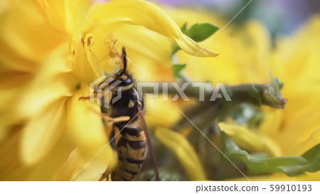 Macro of a wasp bee on a yellow chrysanthemum flower. 59910193