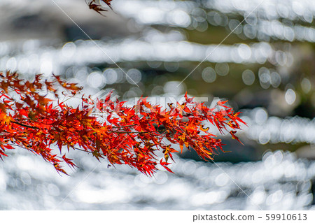 Korankei maple background bokeh [Aichi Prefecture] 59910613