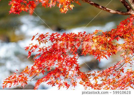 Korankei maple background bokeh [Aichi Prefecture] 59910628