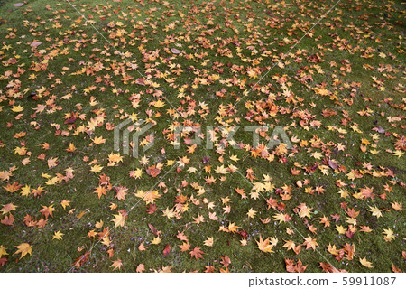 楓葉 59911087