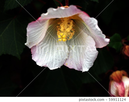 White flower with fly White flower with fly 59911124