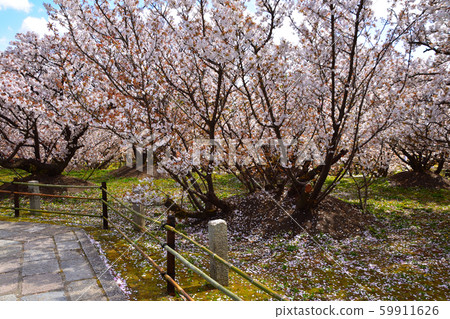 Ninna-ji Temple Oimuro櫻桃 59911626