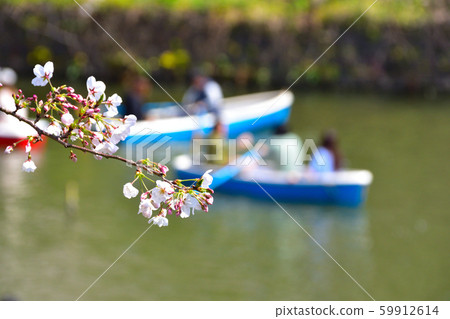 Chidorigafuchi Sakura Boat Chidorigafuchi Sakura Boat 59912614