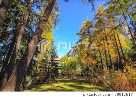 Fairytale woodland in autumn forest in Alps with Fairytale woodland in autumn forest in Alps with 59912617