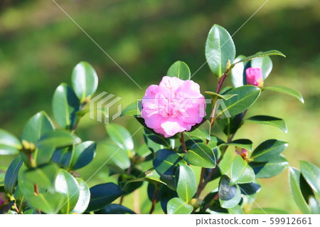 Satake花的花朵 Satake花的花朵 59912661