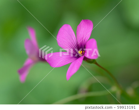 紅腹Imokatami 紅腹Imokatami 59913191