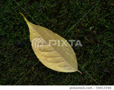 Yellow leaves of Kamizo cherry 59913398