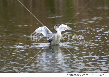 Great crested grebe 59913748