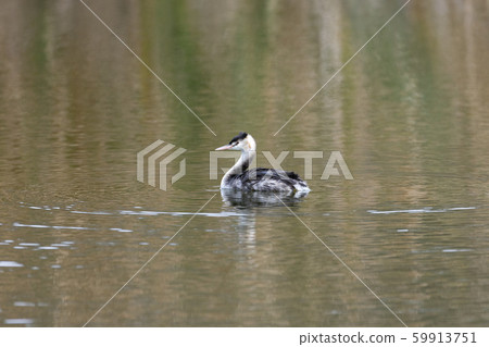 Great crested grebe 59913751