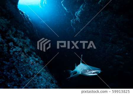 洞鯊 洞鯊 59913825