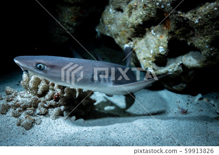 鯊魚 鯊魚 59913826