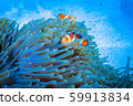 Clown anemonefish 59913834