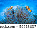 Clown anemonefish 59913837
