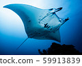 Manta 59913839