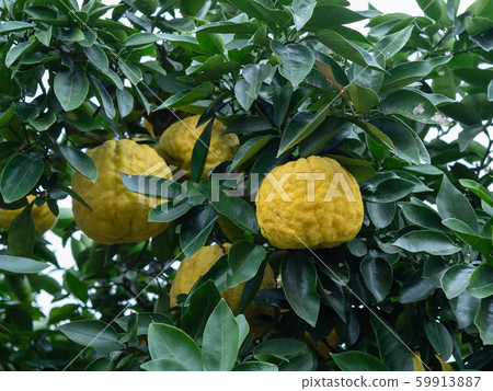 Branch lion 59913887