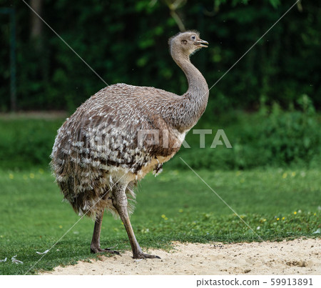 Darwin's rhea, Rhea pennata also known as the lesser rhea. 59913891