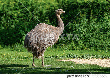 Darwin's rhea, Rhea pennata also known as the lesser rhea. 59913896