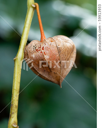 Red physalis on branch Red physalis on branch 59913933