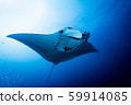 Manta 59914085