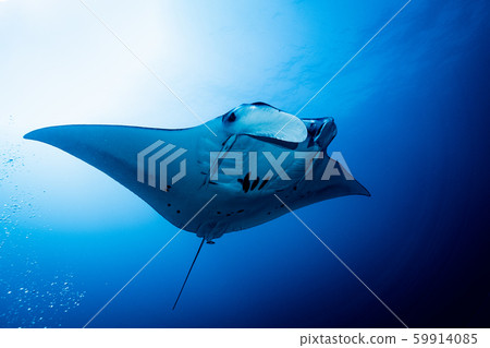 Manta 59914085