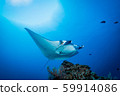 Manta 59914086