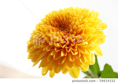 Pretty yellow dahlia flower Pretty yellow dahlia flower 59914332