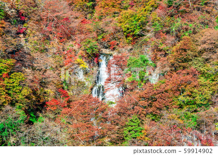 Tochigi Nikko Kirigaki Falls (Autumn) 59914902