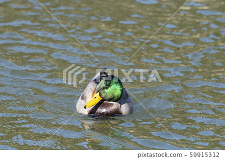 鳧 鳧 59915312