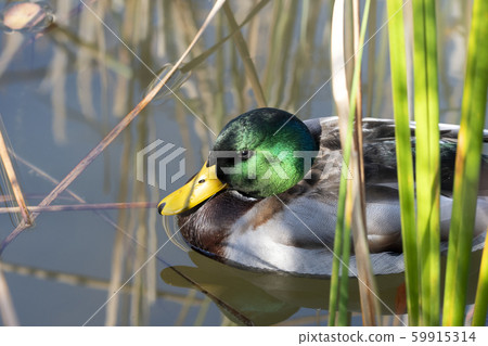 鳧 鳧 59915314