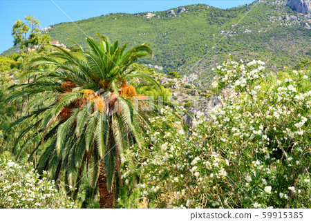 A date palm tree with bunches of ripe fruits grows A date palm tree with bunches of ripe fruits grows 59915385