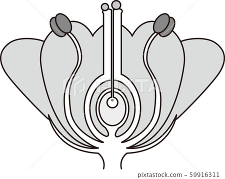 Angiosperm Cross Section Diagram Illustration Stock Illustration 59916311 Pixta