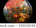 Sapporo Autumn leaves Miscellaneous forest 1 59916549