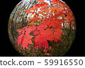 Sapporo Autumn leaves Mixed forest 2 59916550