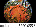 Sapporo Autumn leaves Mixed forest 3 59916552