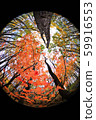 Sapporo Autumn leaves Miscellaneous forest 4 59916553