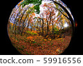 Sapporo Autumn leaves Miscellaneous forest 7 59916556