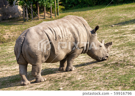 The white rhinoceros. 59916796