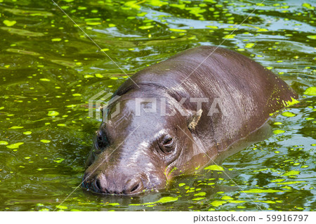 The pygmy hippopotamus. 59916797